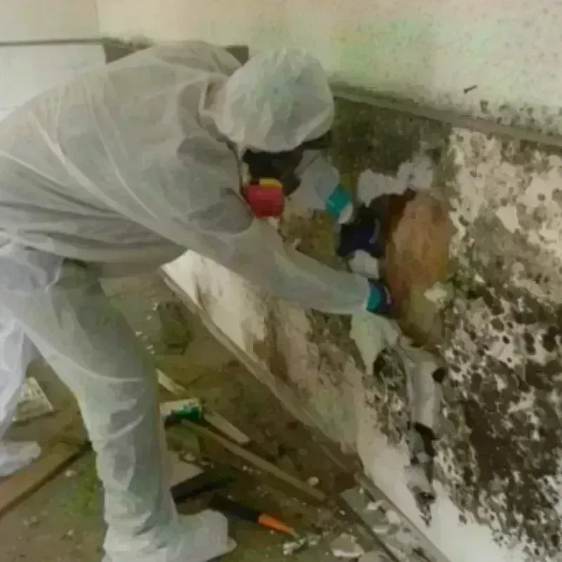 Mold Remediation and Removal in Elkin, NC